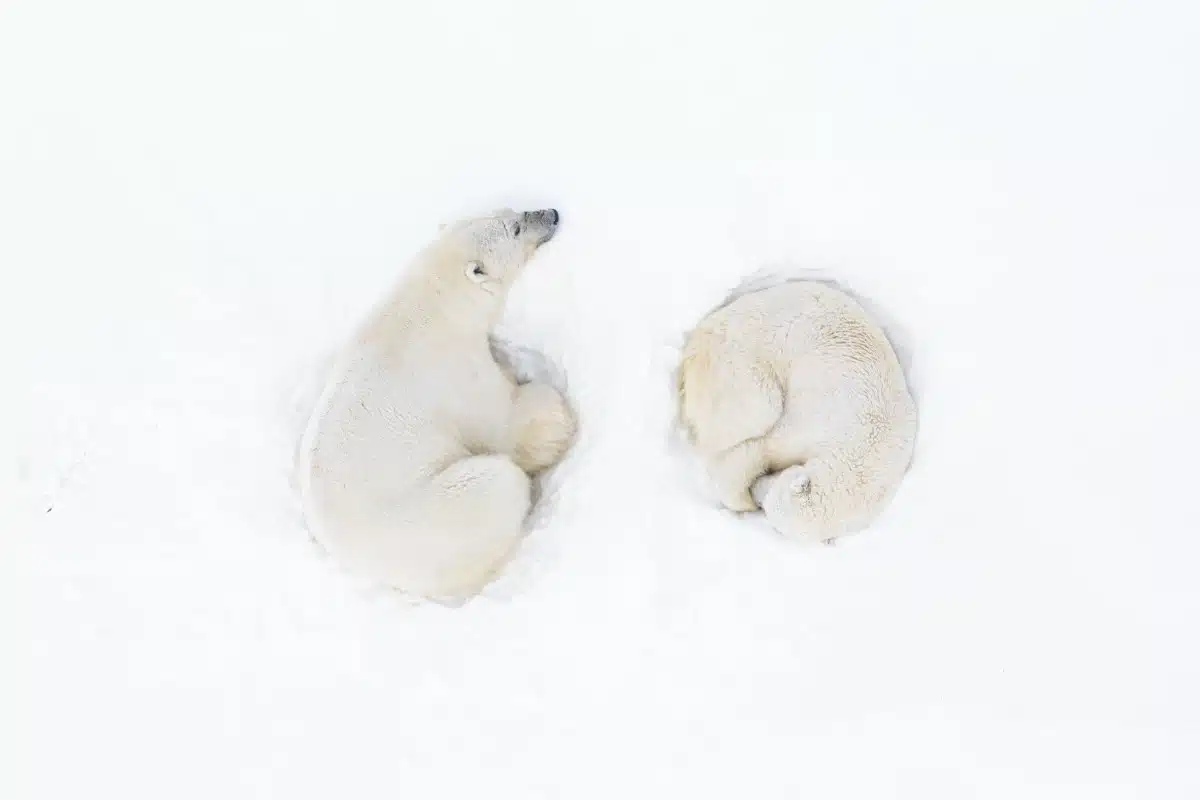 A male and female polar bear rest after mating high in the mountains.