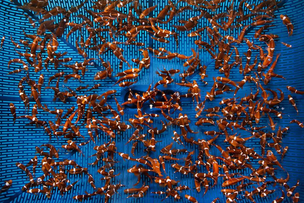 Juvenile common clownfish in a hatchery