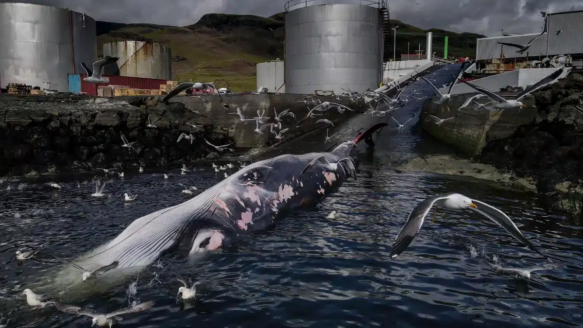 The second biggest whale, the fin whale, lies waiting for its turn to be butchered at a whaling plant in Iceland before getting sent to Japan.