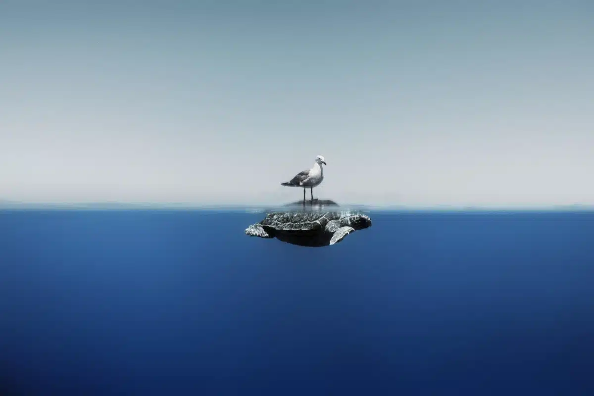 A seagull rests on top of a sea turtle