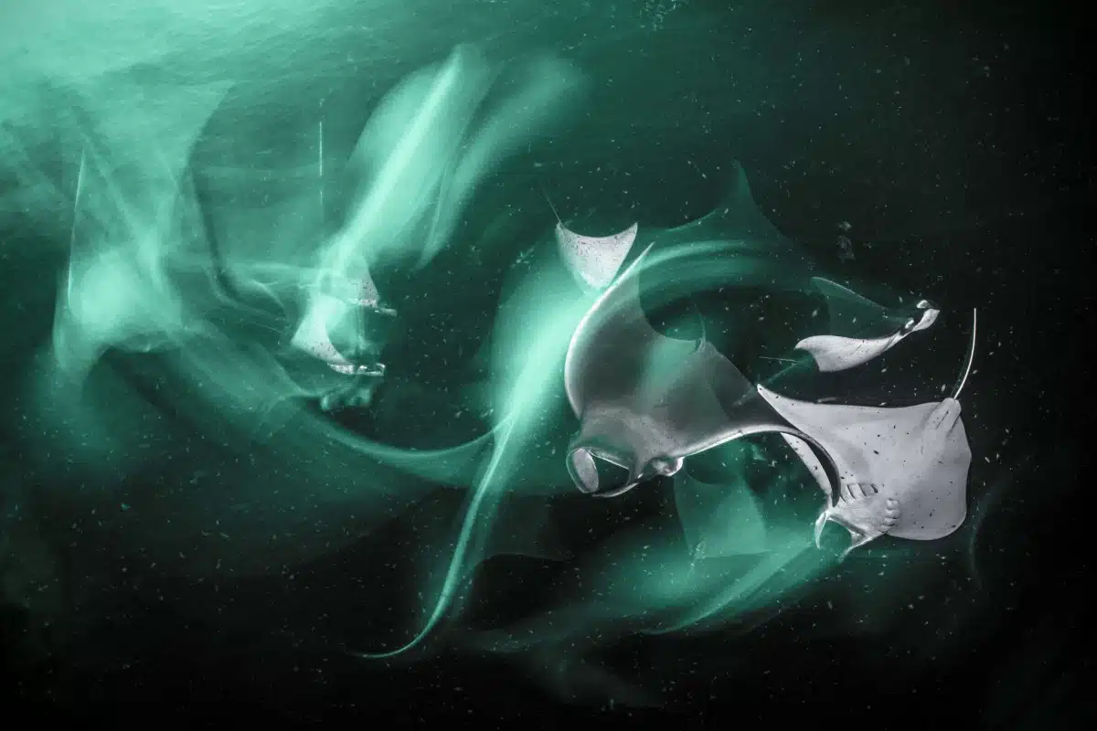 Juvenile Munk’s devil rays are attracted by a green light, seemingly flying through the water