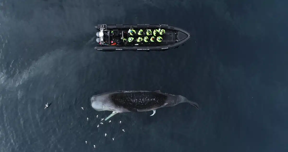 A whale watching trip boat encounters a dead sperm whale