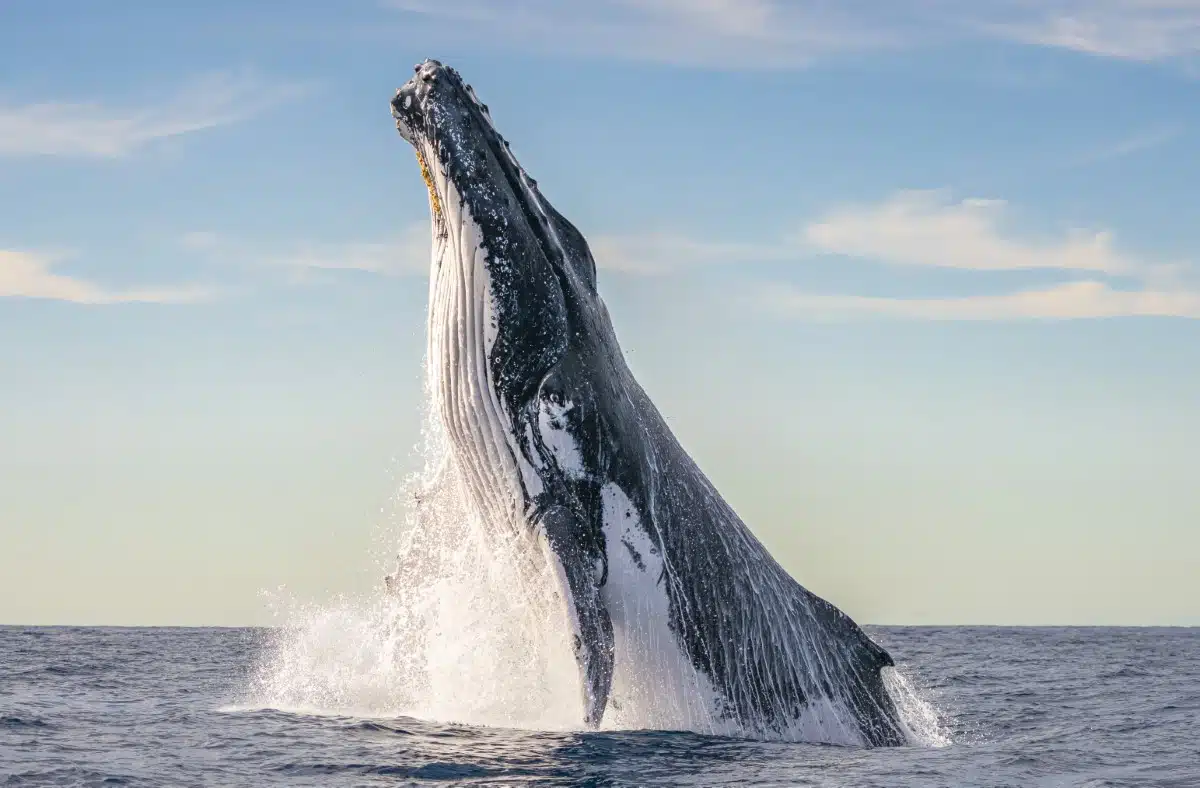 A breaching humpback whale on its migration path along the Australian coastline.