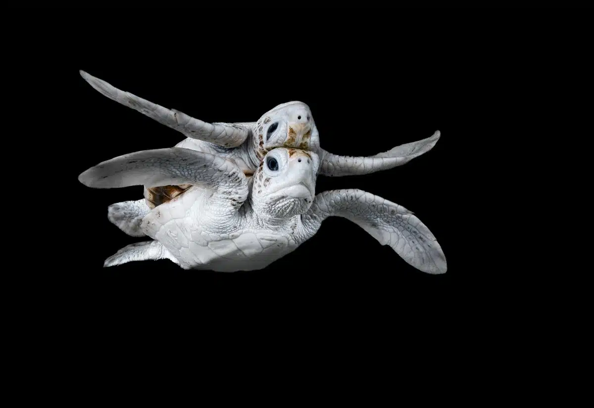 Leucistic green sea turtle