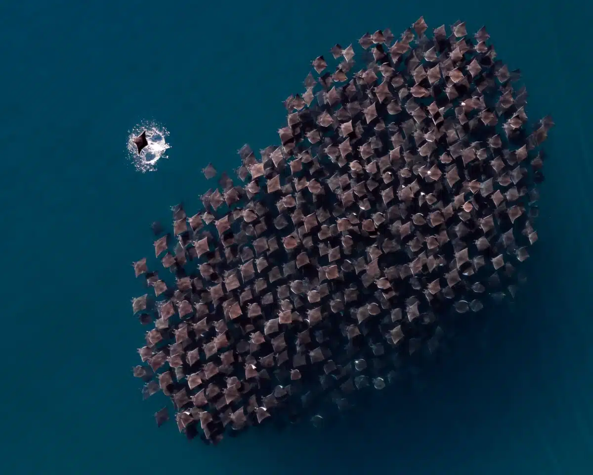 A fever of mobula rays from above.
