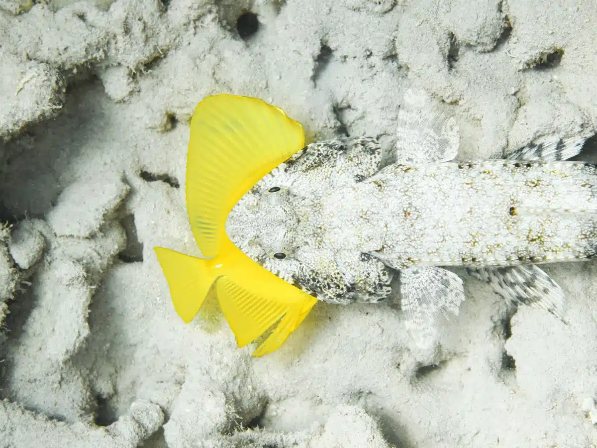 A perfectly camouflaged lizardfish with prey in its mouth."