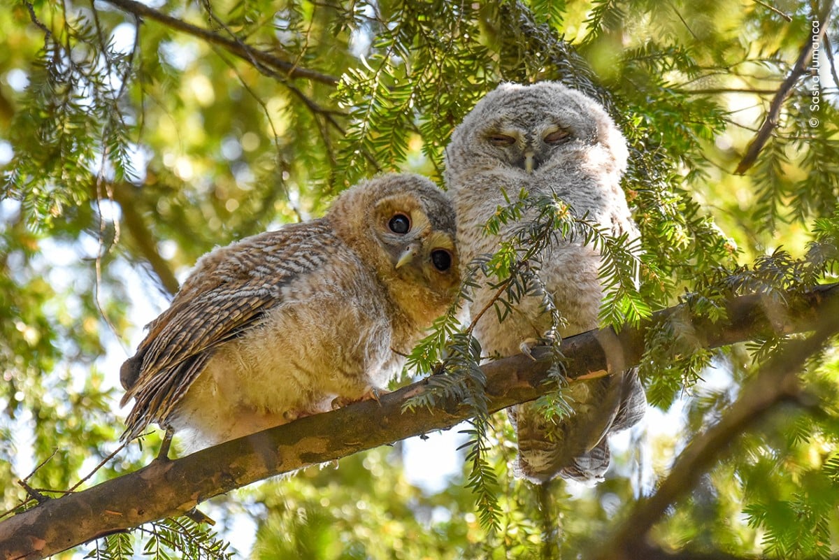 Two tawny owlets on a branch