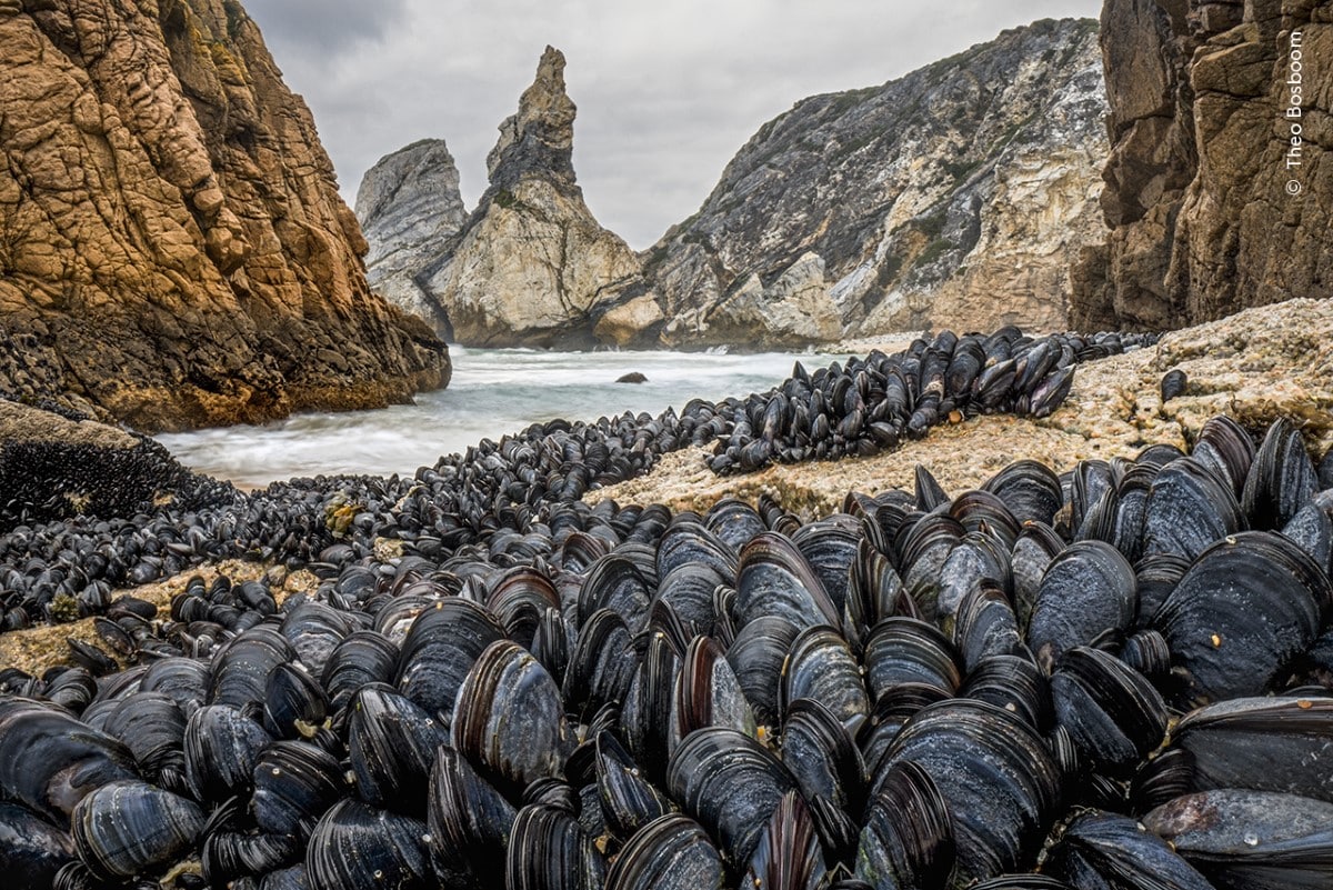 Mussels bound together in Praia da Ursa, Sintra, Portugal