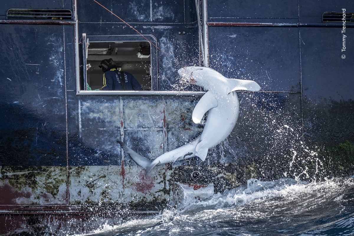Bycatch of a requiem shark