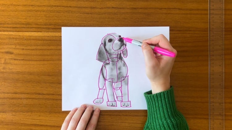 Breaking an animal down into shapes