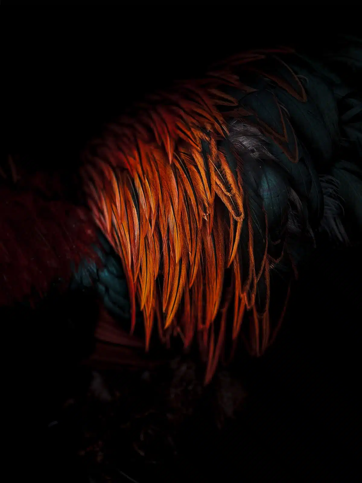 Abstract photo of a pita pinta
