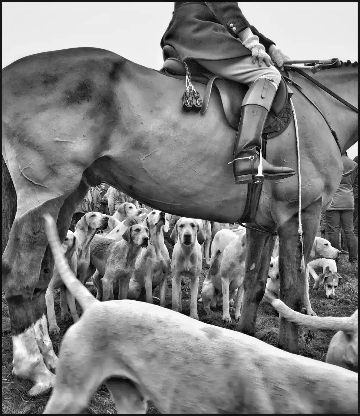 Person on a horse with hunting dogs