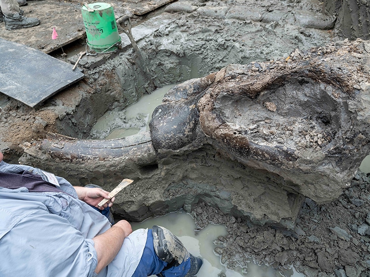 Skull of Mastodon Discovered in Iowa Riverbank