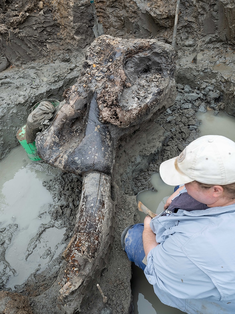 Skull of Mastodon Discovered in Iowa Riverbank