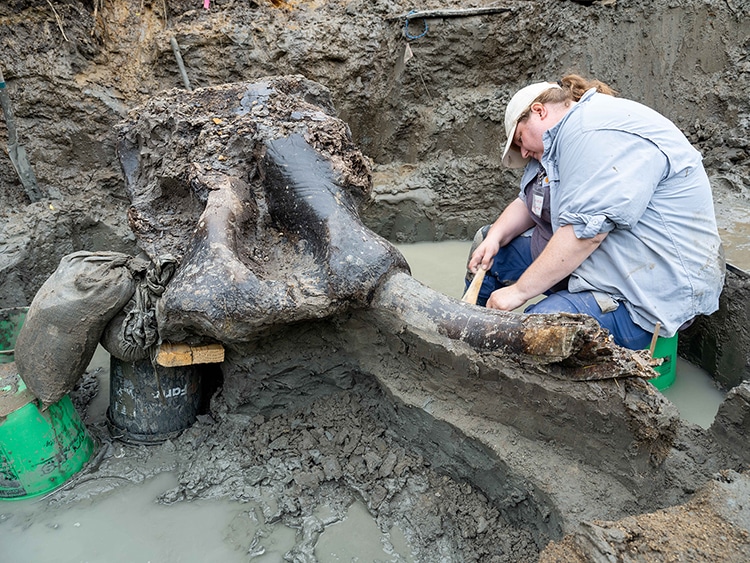 Skull of Mastodon Discovered in Iowa Riverbank