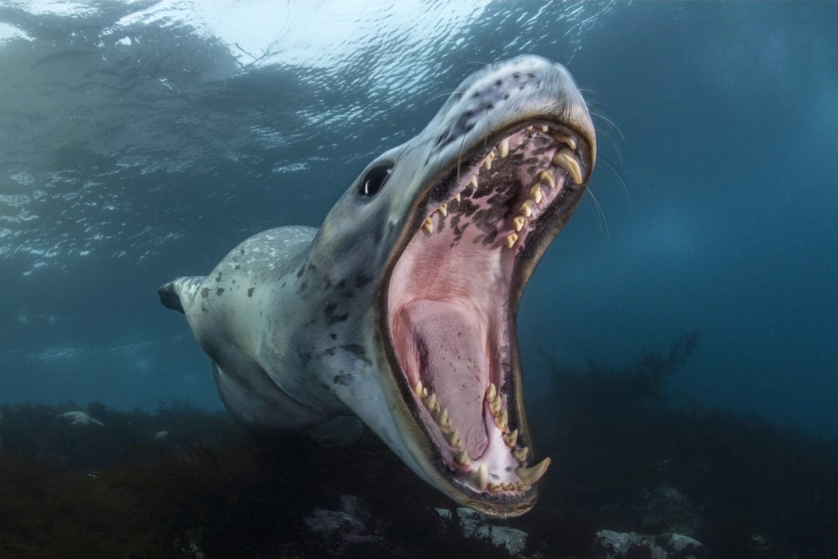 Leopard seal
