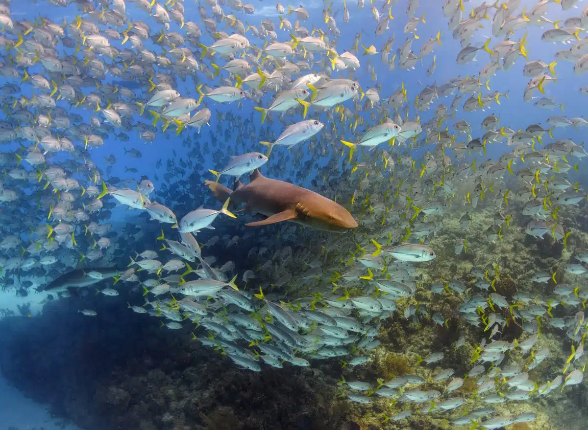 A nurse shark swims through a large school of jackfish. 