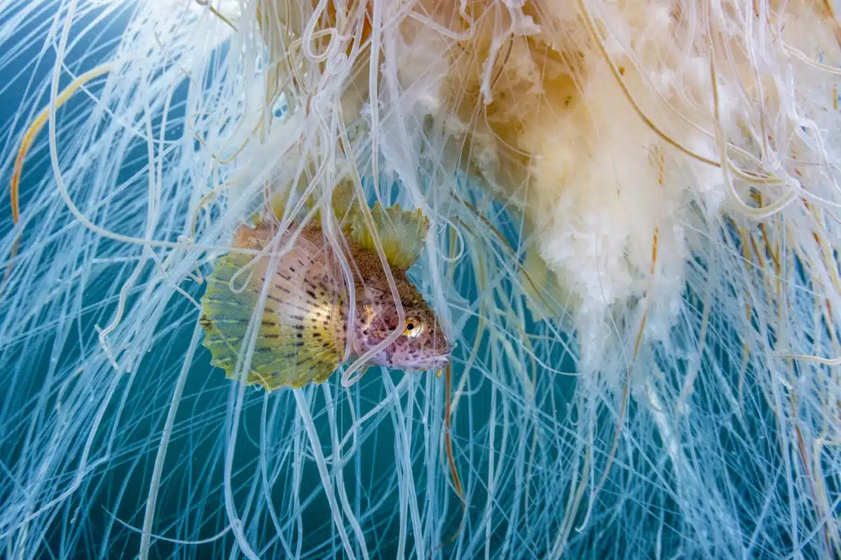 A crested sculpin hides in the stinging tentacles of a lion’s mane jellyfish.