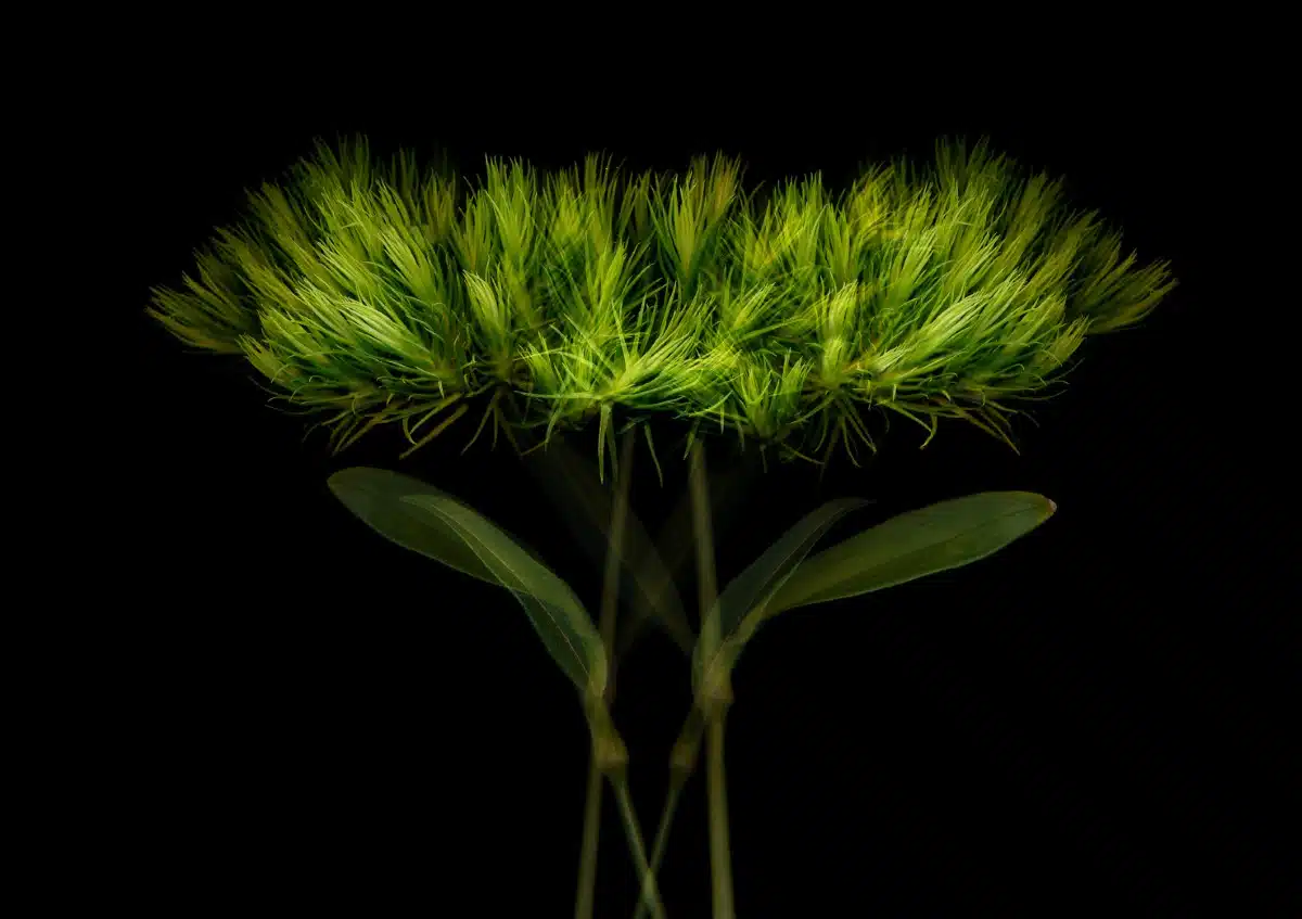 Portrait of a wildflower