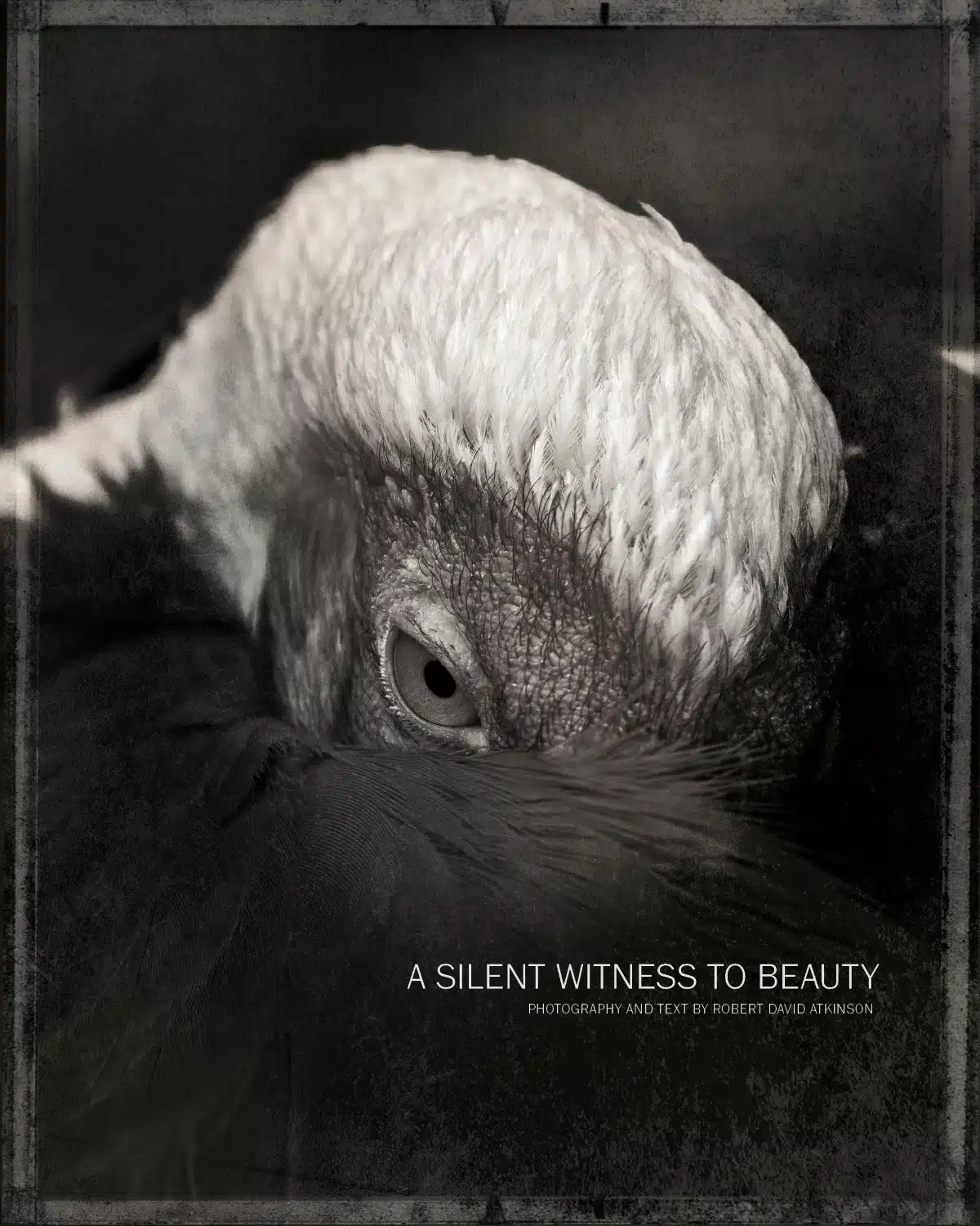 A Silent Witness to Beauty Book Cover