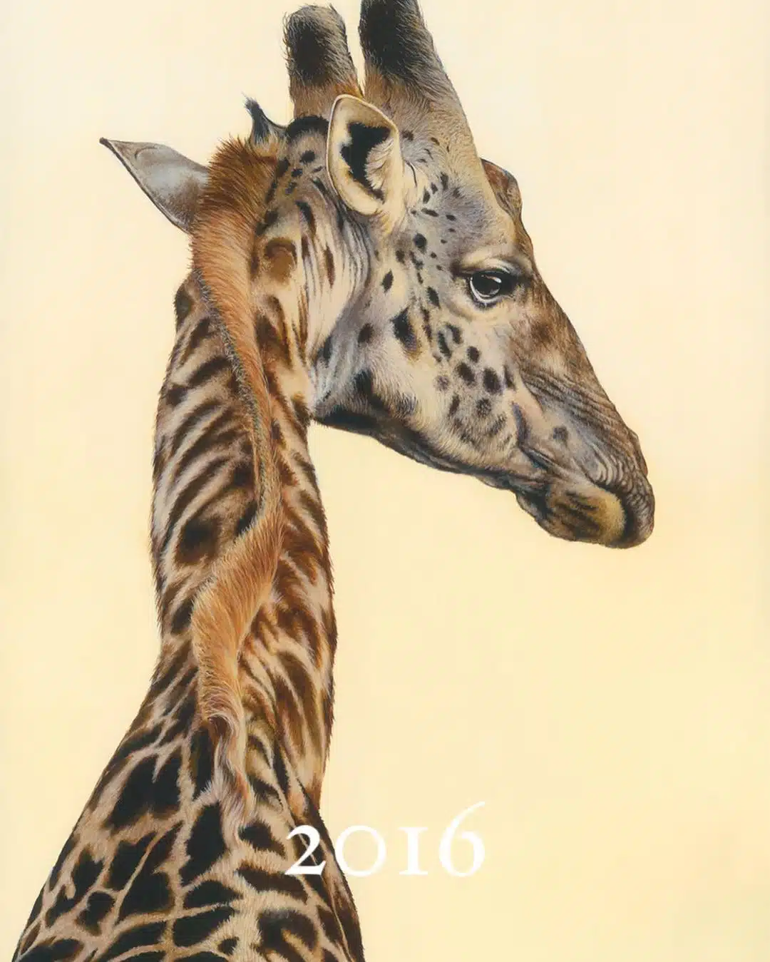 Wildlife Paintings by Carla Grace Ollwitz