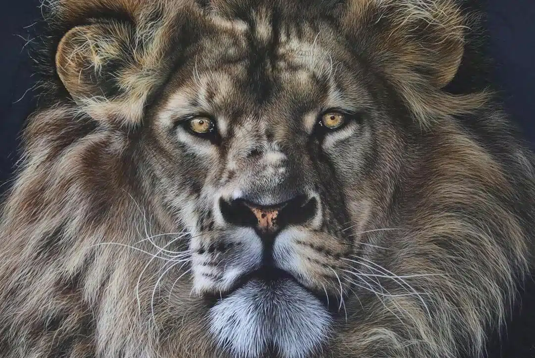 Wildlife Paintings by Carla Grace Ollwitz