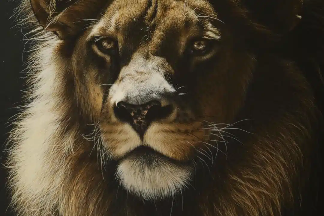 Wildlife Paintings by Carla Grace Ollwitz