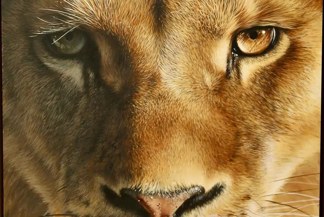 Wildlife Paintings by Carla Grace Ollwitz