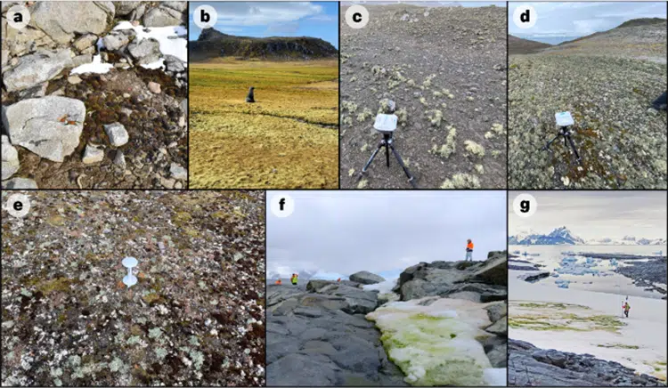 Mapping All of Antarctica’s Vegetation Shows Changing Continent