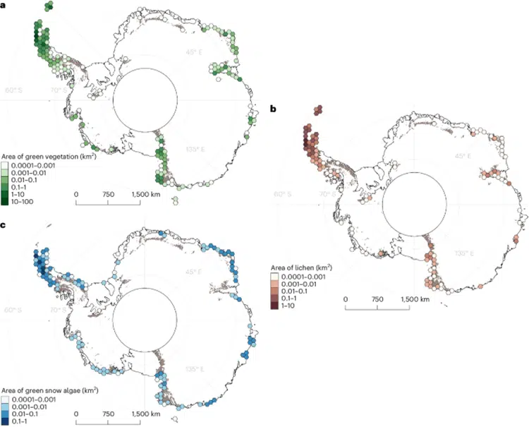 Mapping All of Antarctica’s Vegetation Shows Changing Continent